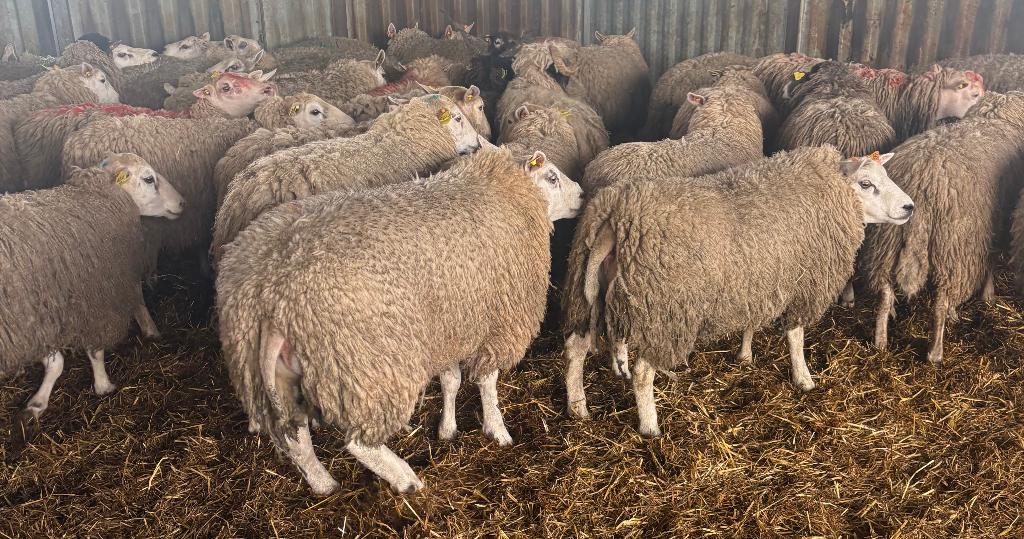 rammen, Dieren en Toebehoren, Mannelijk, Schaap, 0 tot 2 jaar
