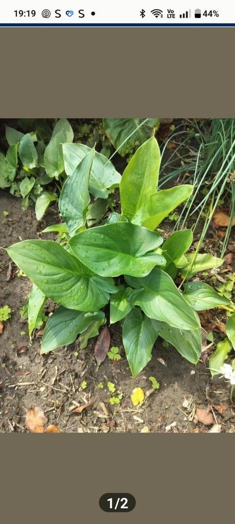 Aarondkelk, Tuin en Terras, Planten | Tuinplanten, Ophalen