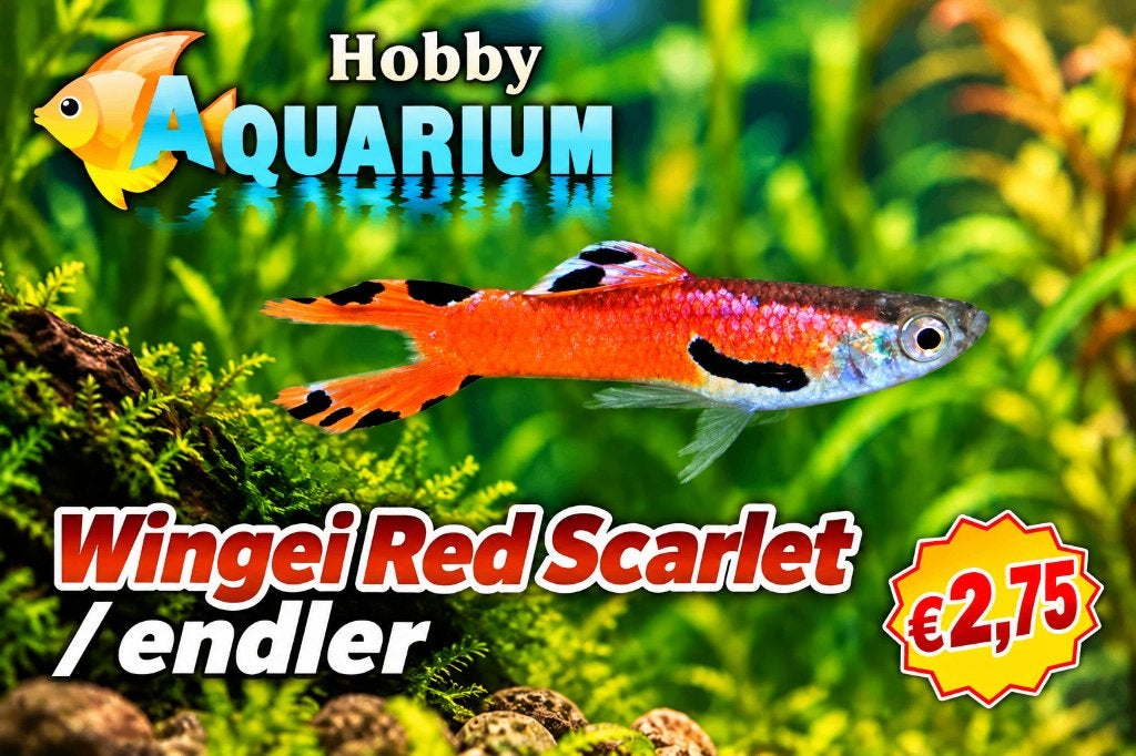 Hobbyaquarium Poec Wingei Red Scarlet 24/25/26 september, Vis, Zoetwatervis, Schoolvis
