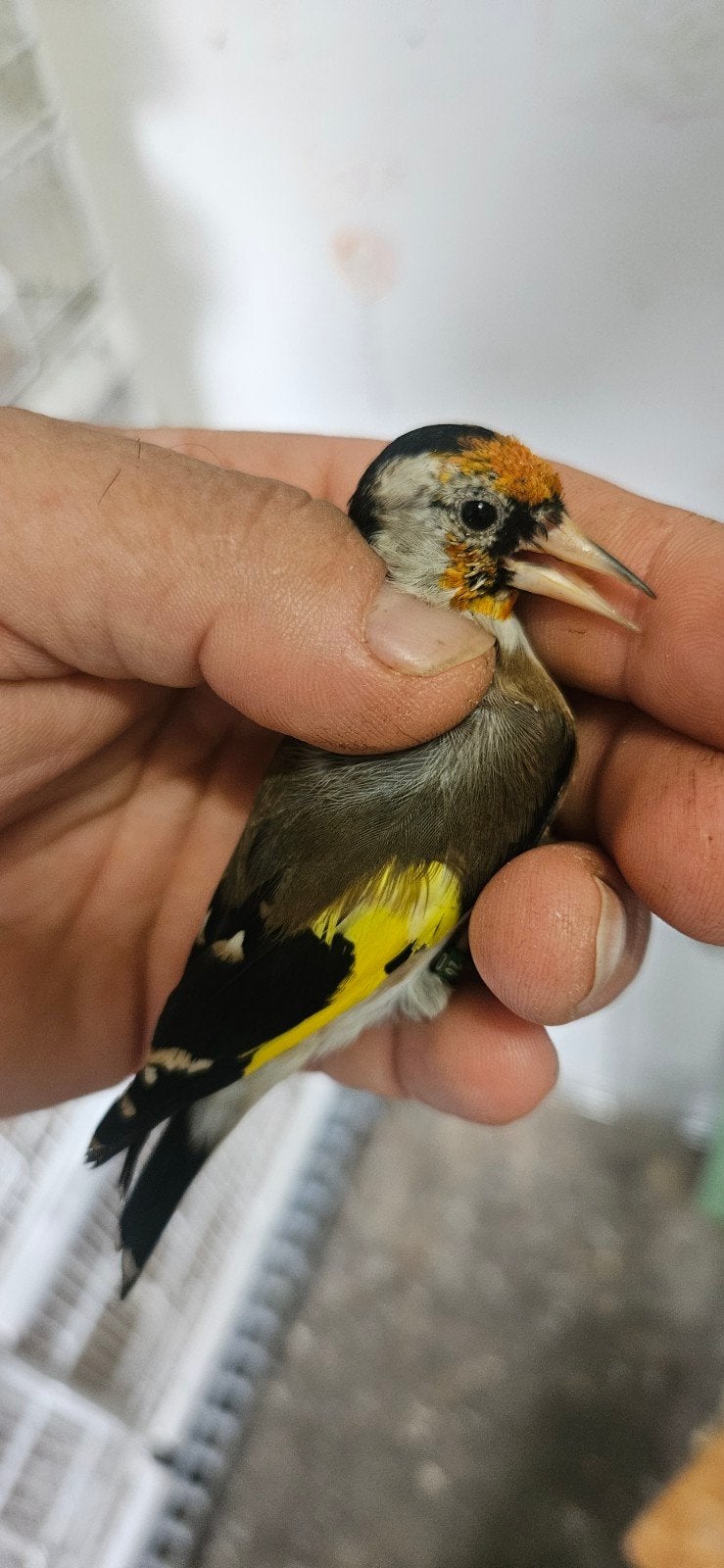 parva poppen en mannen, Plusieurs animaux, Bagué