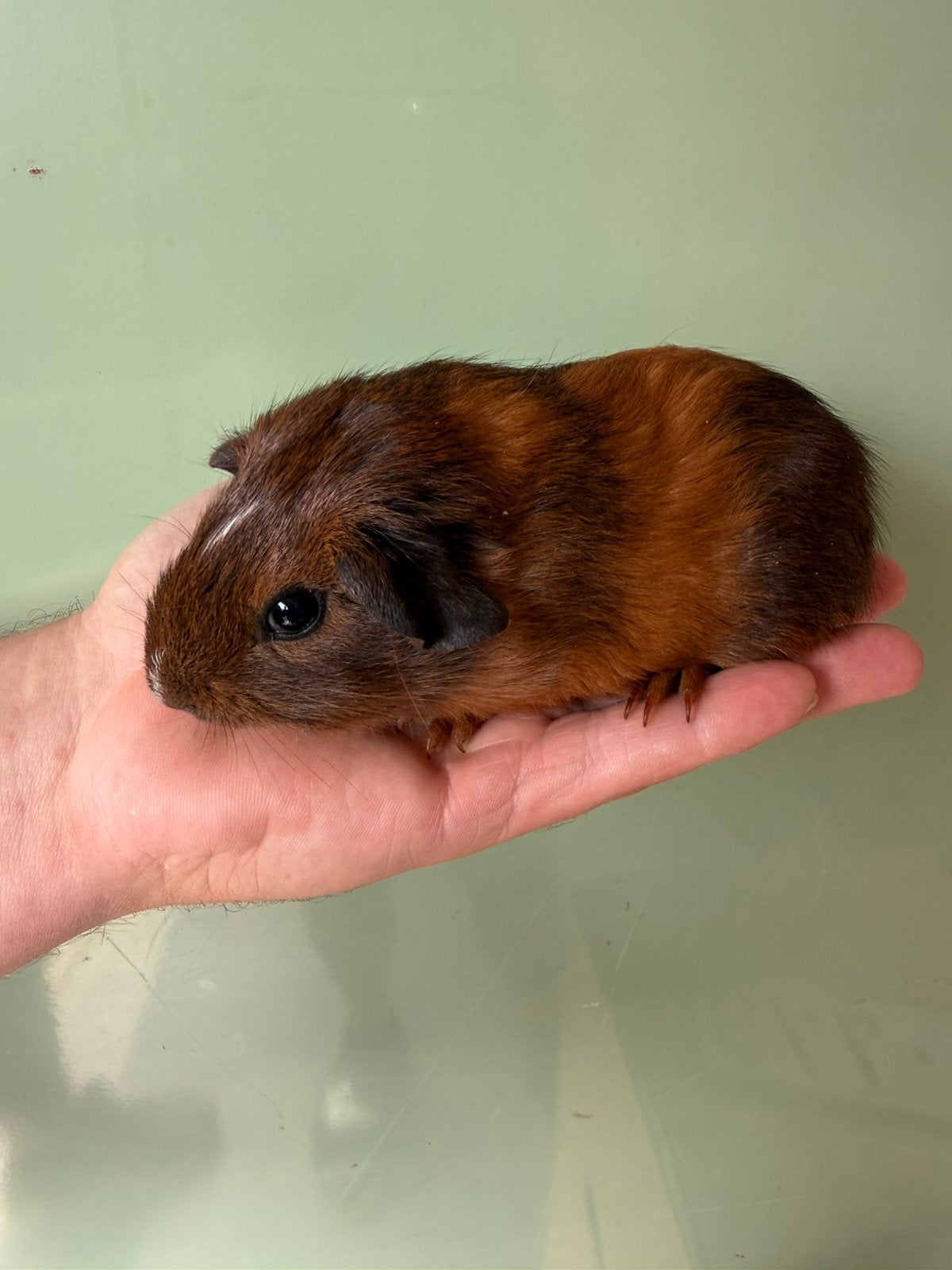 Gladhaar beertje, Dieren en Toebehoren, Cavia, Juni, Mannelijk, Tam