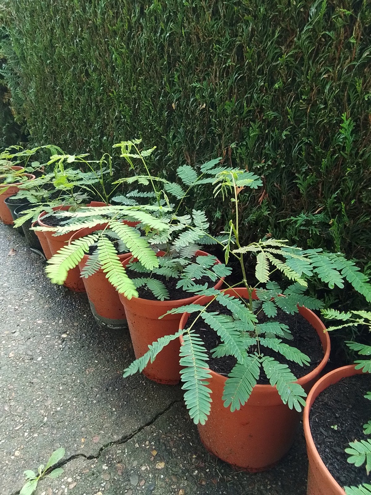 Albizia. Perzische slaapbomen, Tuin en Terras, Ophalen