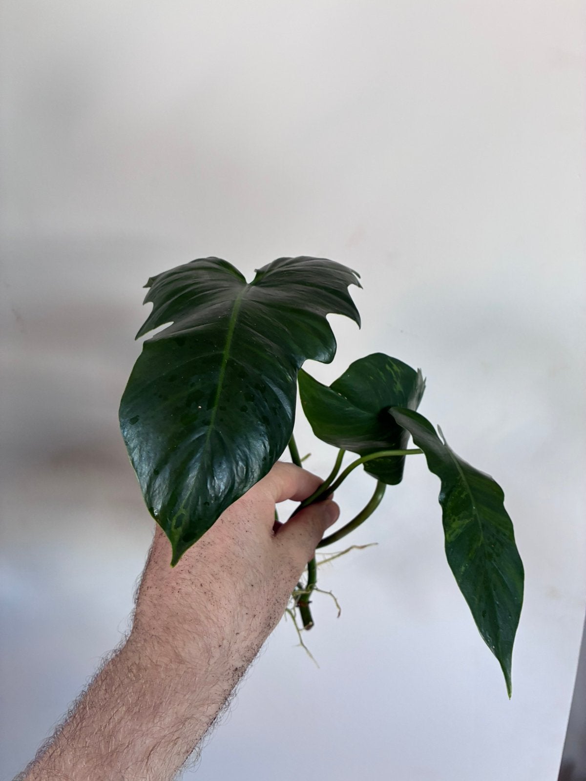Gewortelde stekken philodendron golden dragon, Huis en Inrichting, Kamerplanten, Ophalen