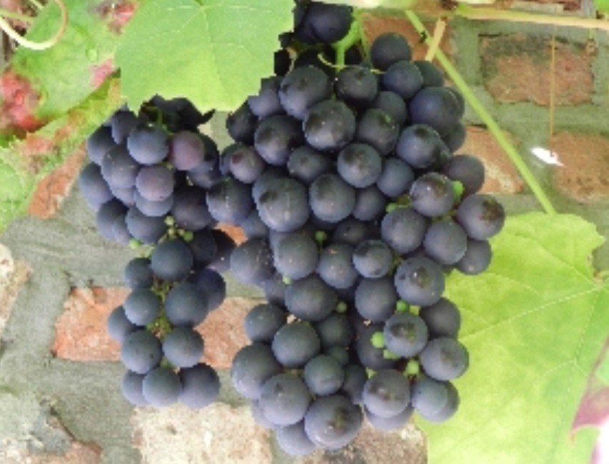 Druif, Tuin en Terras, Ophalen