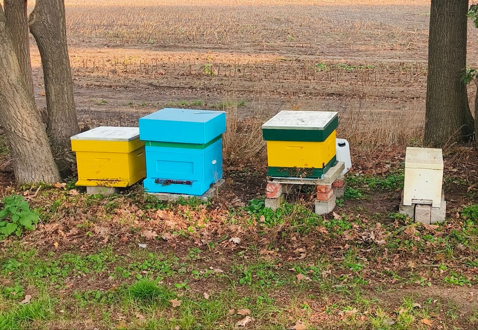 bijen + kast te koop, Dieren en Toebehoren, Bijen