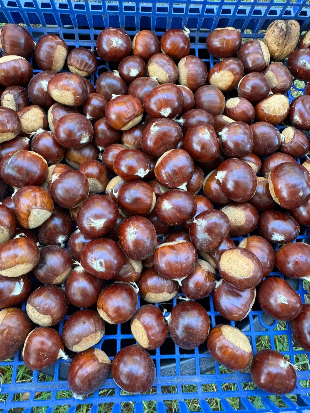 10kg kastanjes, Ophalen