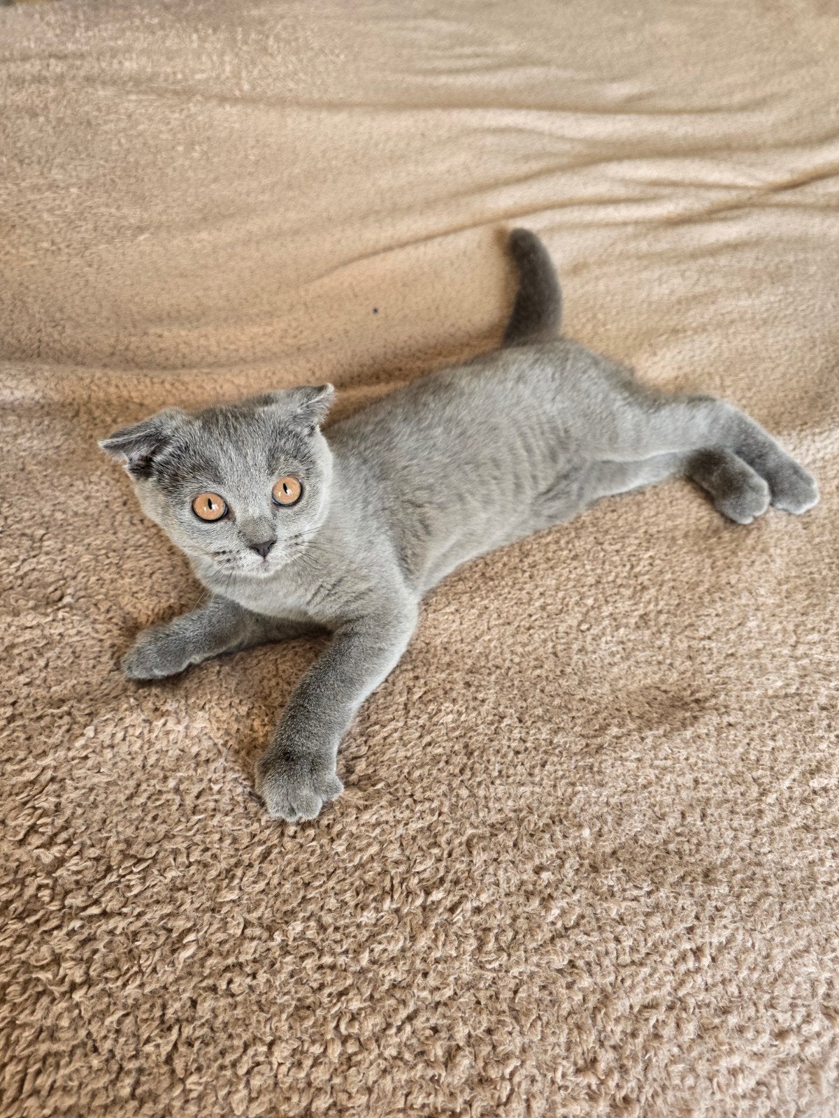 Chaton British shorthair et scottish fold., Animaux & Accessoires, Enlèvement