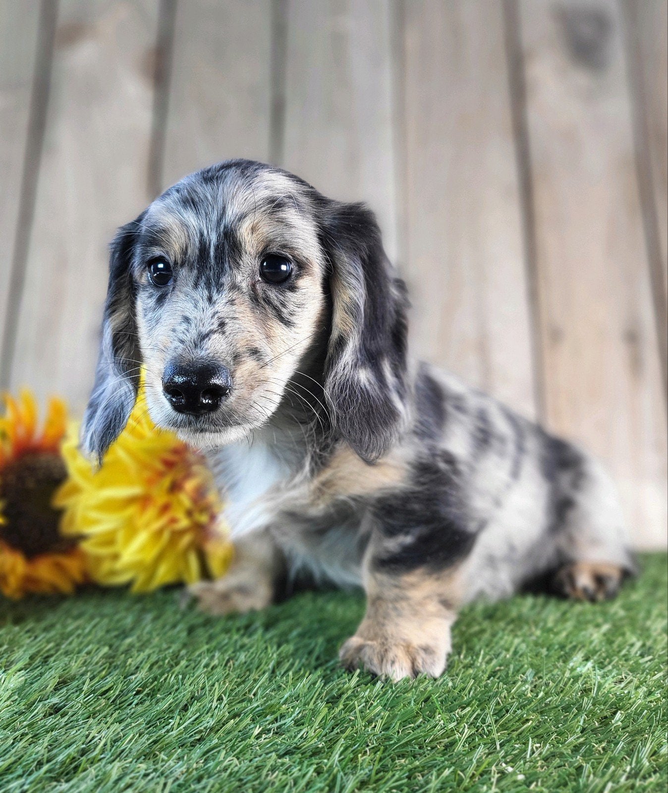 langharige caninchen teckel / Dachshund / teckel, Dieren en Toebehoren, Kaninchen, Parvo, België, Reu