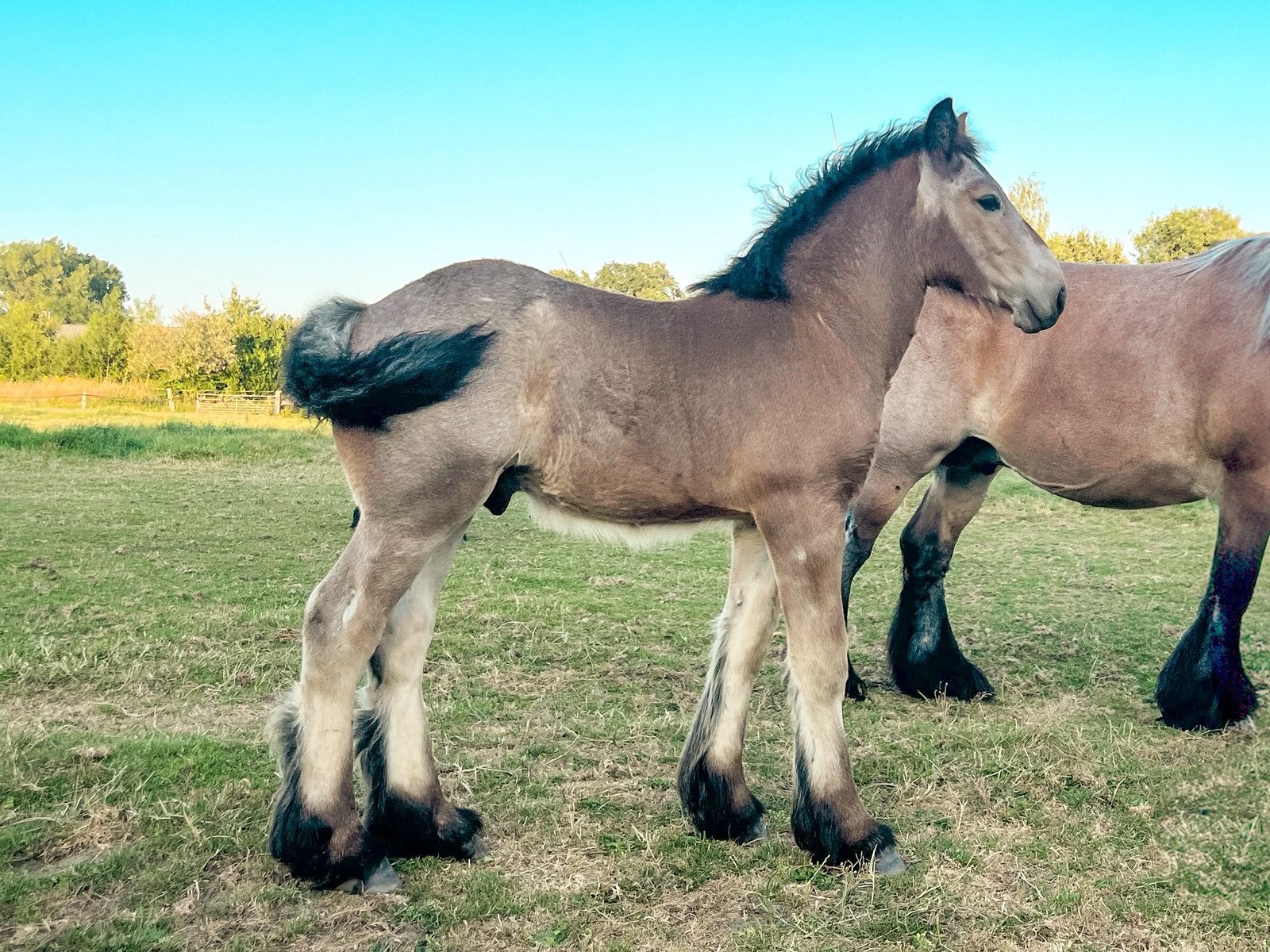 Trekpaard hengstveulen, Dieren en Toebehoren, Met stamboom, Niet van toepassing, 0 tot 2 jaar, Hengst