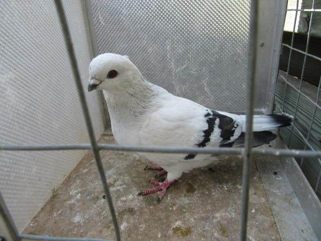 Gezocht duivin damacener of italiaanse meeuw, Dieren en Toebehoren, Vogels | Duiven