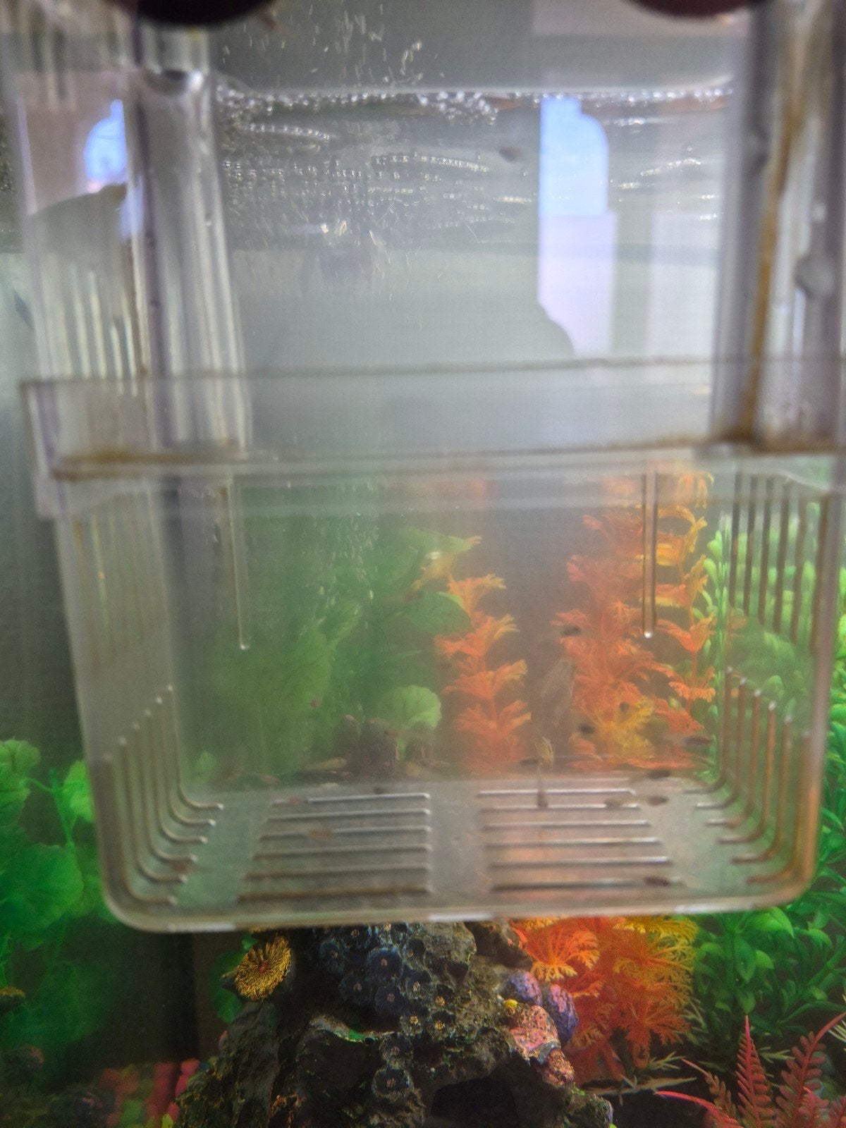 baby guppys
