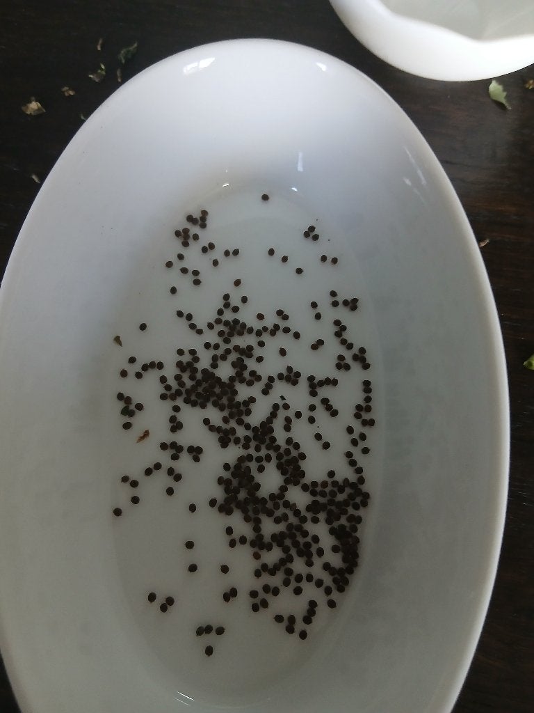 Indische wandelende tak 400 eitjes, Wandelende tak