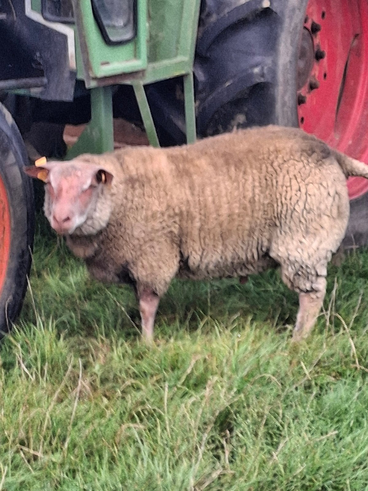 schaap ram Rouge de l'Ouest, Dieren en Toebehoren, Mannelijk, Schaap, 0 tot 2 jaar