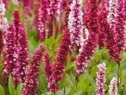Persicaria Darjeeling Red, Tuin en Terras, Ophalen, Halfschaduw