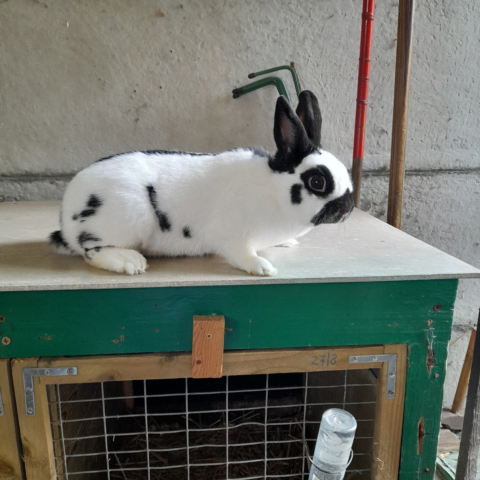 Lotharinger voedster, Dieren en Toebehoren