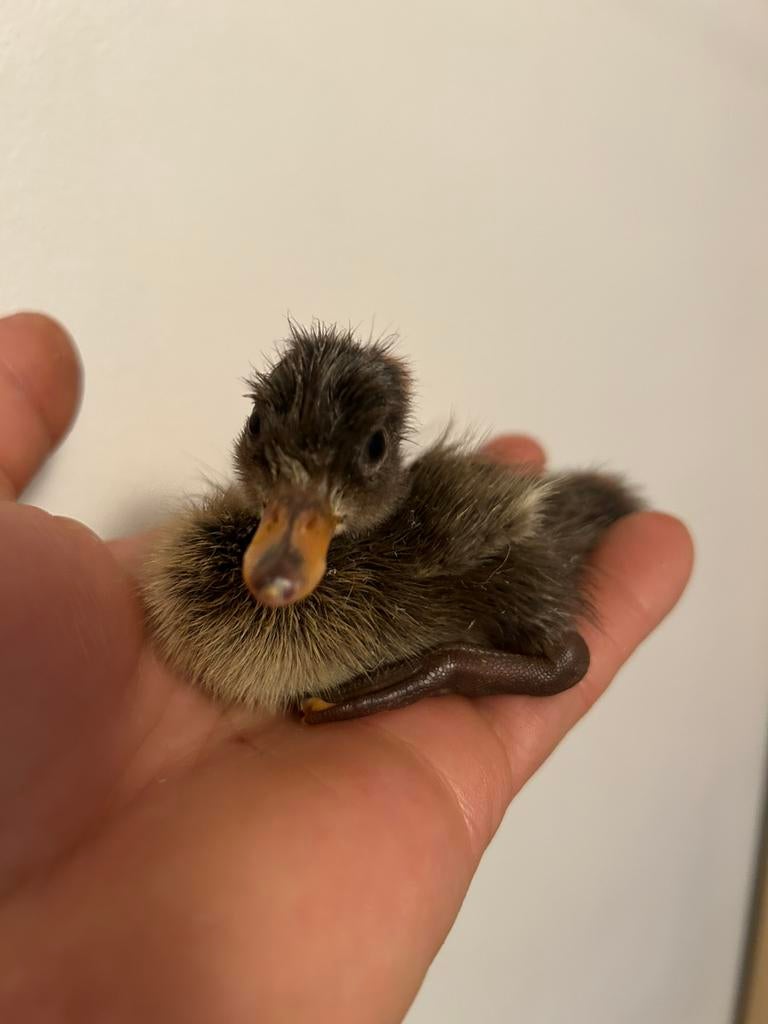 Kuikens Indische loopeenden, Dieren en Toebehoren, Geslacht onbekend, Eend