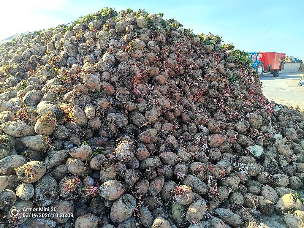 Voederbieten, Ophalen of Verzenden