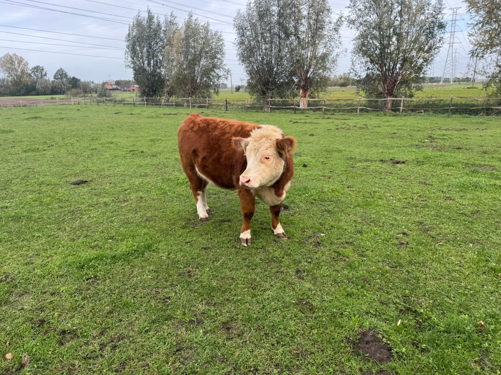 Koe mini hereford, Dieren en Toebehoren, Vrouwelijk, 0 tot 2 jaar