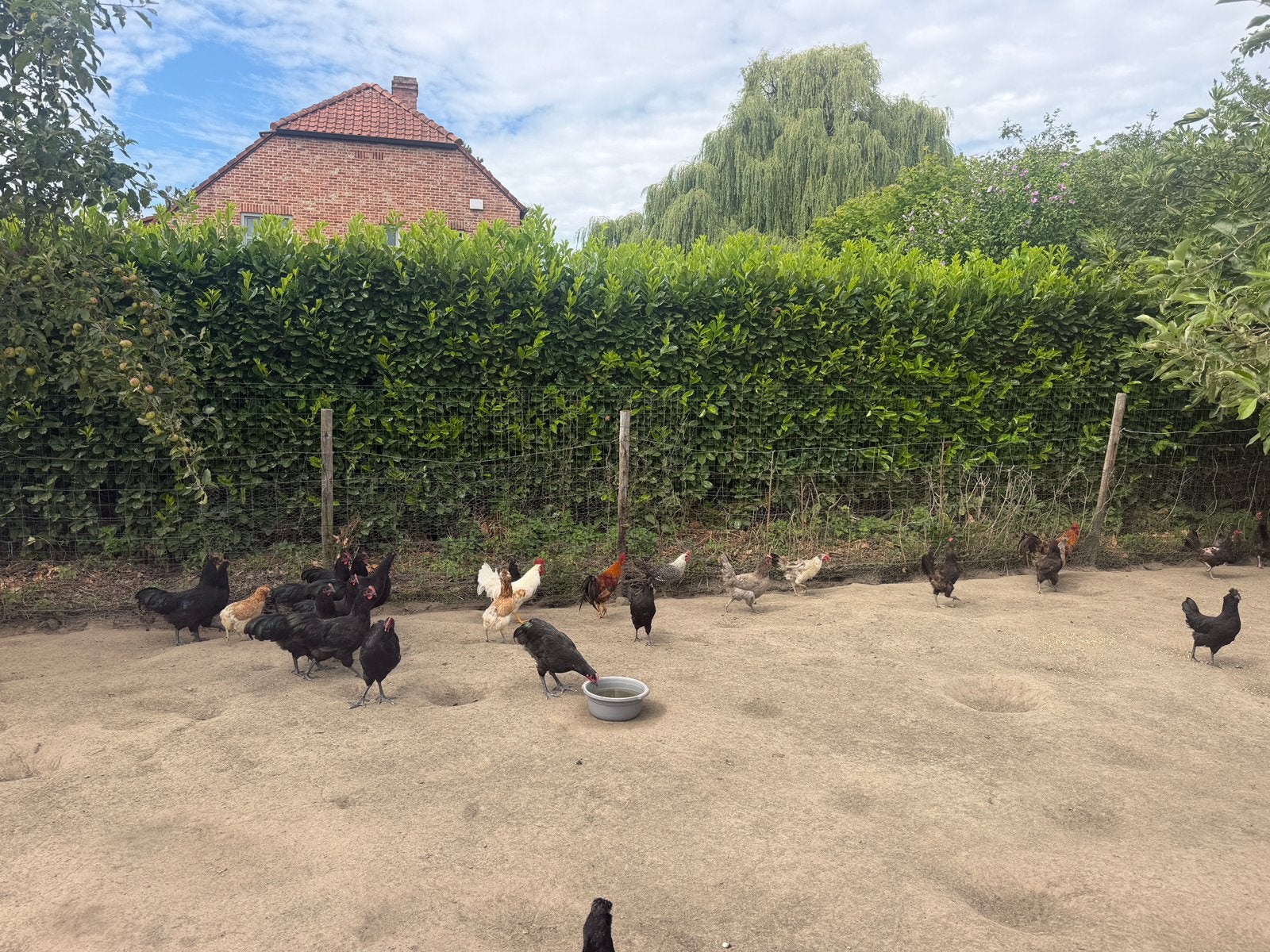 Kippen/hanen, Plusieurs animaux, Poule ou poulet