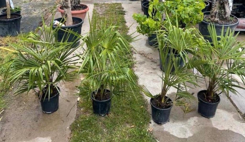 ‼️palmbomen trachycarpus fortunei aan promoprijzen ‼️, Ophalen