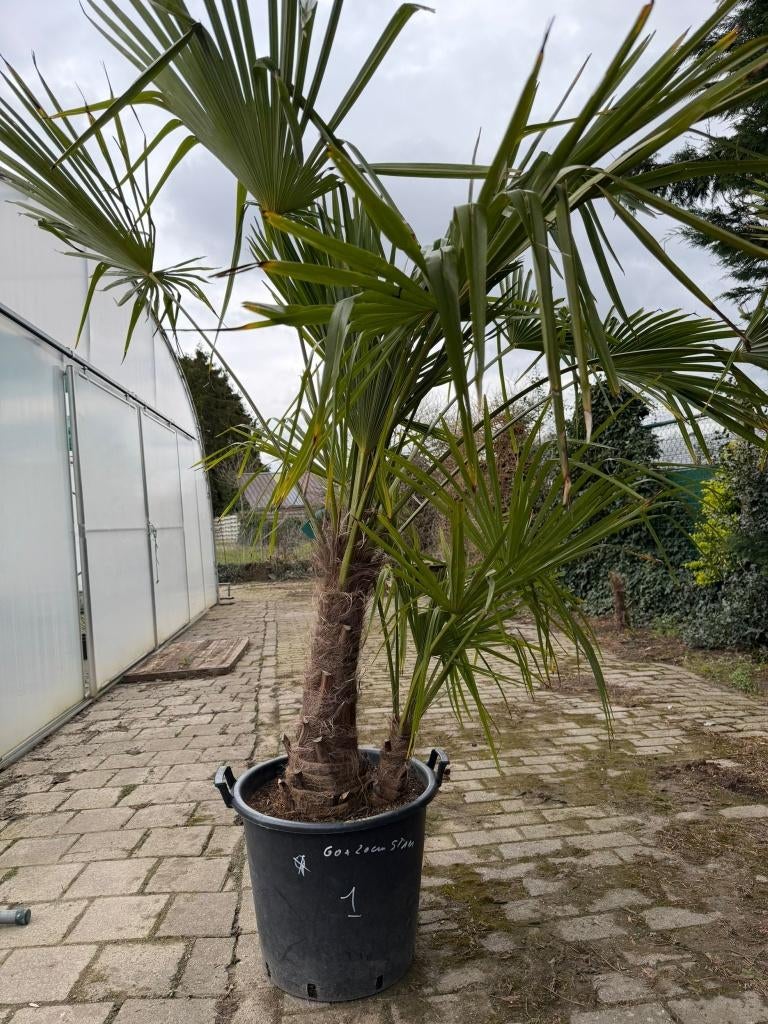 Duo de palmiers Trachycarpus fortunei, Enlèvement, En pot, Palmier