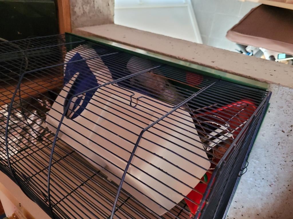 Hamsterkooi, Ophalen, Zo goed als nieuw