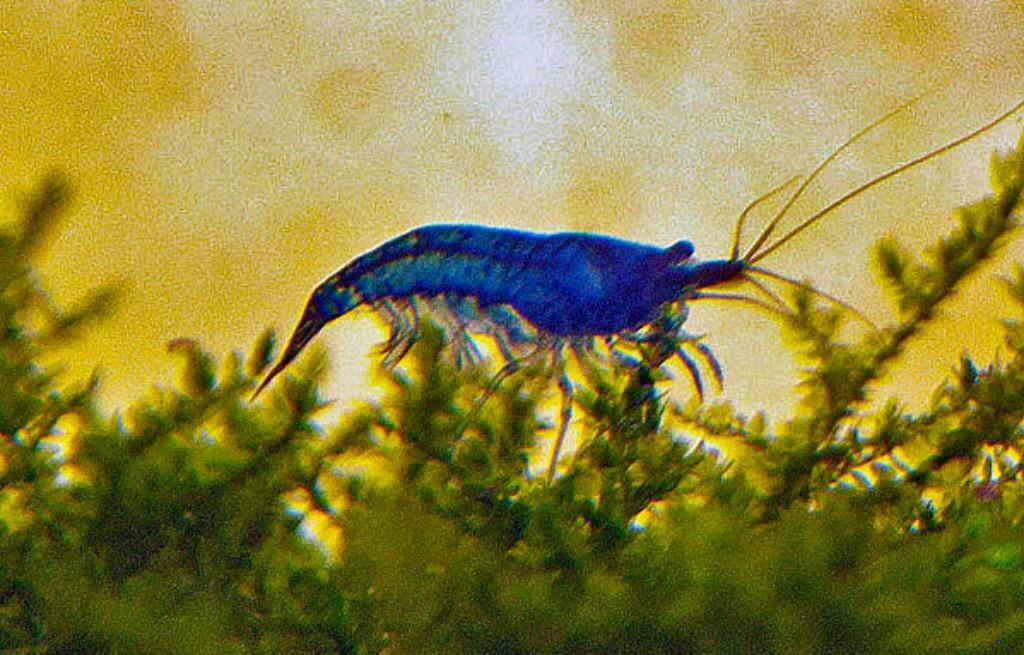 Jong Blue Dream garnalen (neocaridina), Kreeft, Krab of Garnaal, Zoetwatervis, Schoolvis