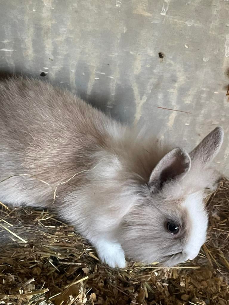 Têtes de lion - lapins nains