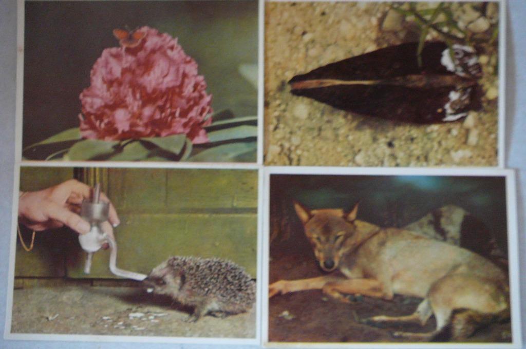 images Côte d'Or : fauneflor II bon état, Enlèvement ou Envoi, Utilisé, Animal, Gravure