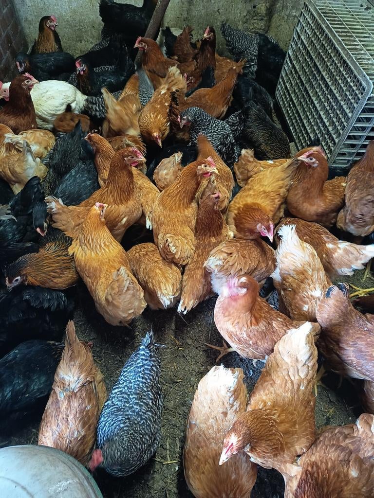 Legkippen Brakel, Dieren en Toebehoren