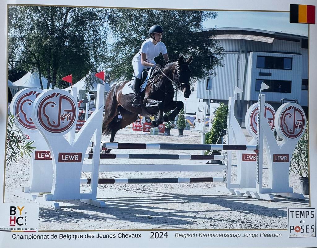 Zadelmak maken/doorrijden/ trainen van paarden, Dieren en Toebehoren, Zadelmak