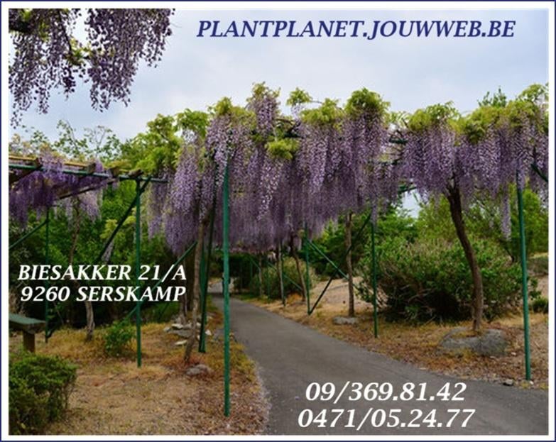 BLAUWE REGEN (GLYCINE) , IN DE LENTE REEDS BLOEMEN, 16€/Stuk, Tuin en Terras, Planten | Tuinplanten, Vaste plant, Klimplanten
