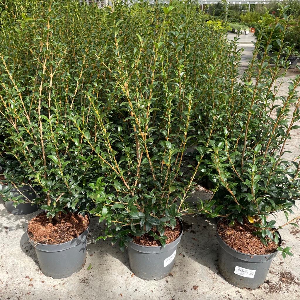 Osmanthus Burkwoodii, Ophalen, Vaste plant, Overige soorten