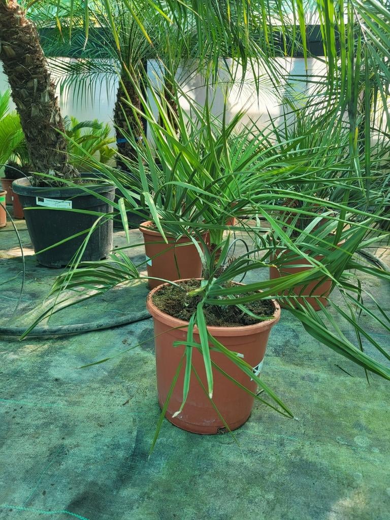 Butia capitata, 40/50 hoog., Ophalen of Verzenden