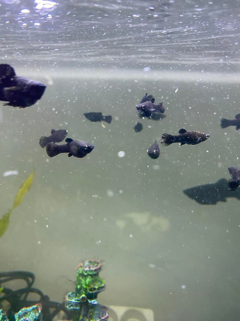 Zwarte molly’s, Dieren en Toebehoren, Zoetwatervis