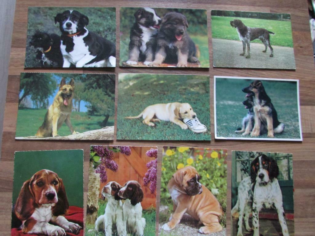Chiens, 10 cartes postales, Collections, Cartes postales | Animaux, Envoi, 1980 à nos jours, Non affranchie, Chien ou Chat