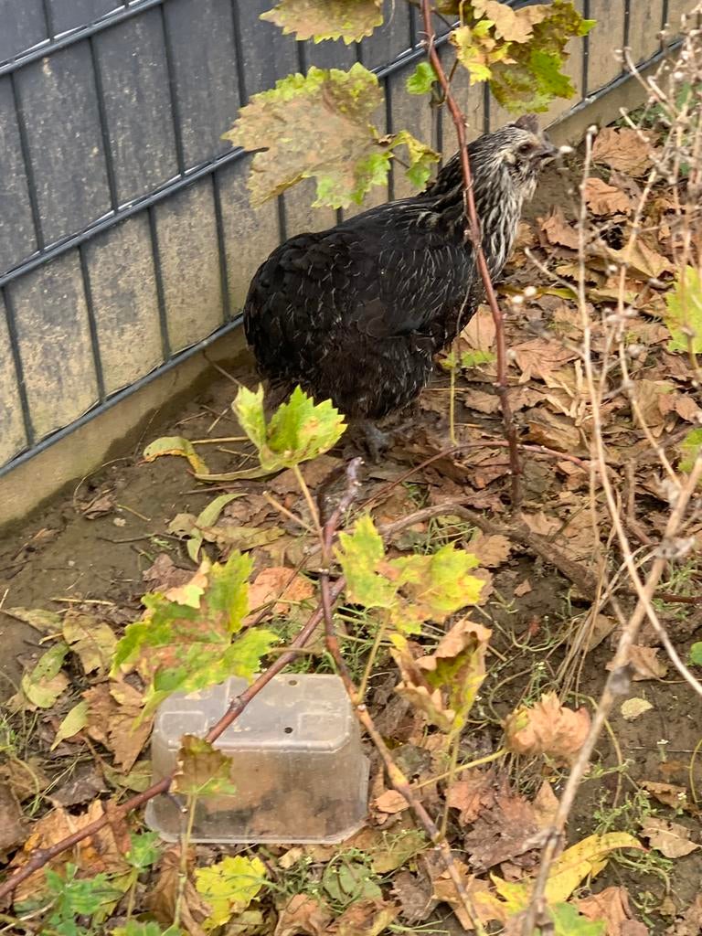 Poul croisé de Araucana et marans œuf vert olives, Dieren en Toebehoren, Pluimvee