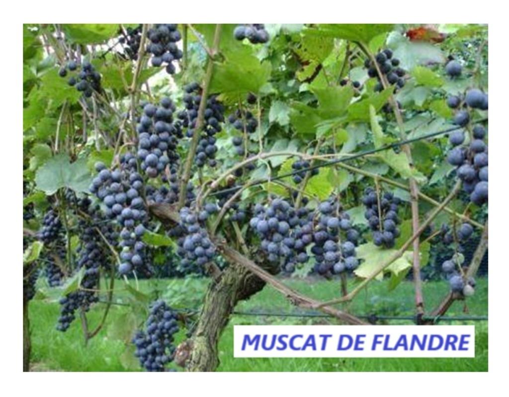 VIGNES ea "MUSCAT DE FLANDRE", Délicieux raisins BLEUS, 12€, Enlèvement ou Envoi, Printemps, Plante fixe, Plantes fruitières