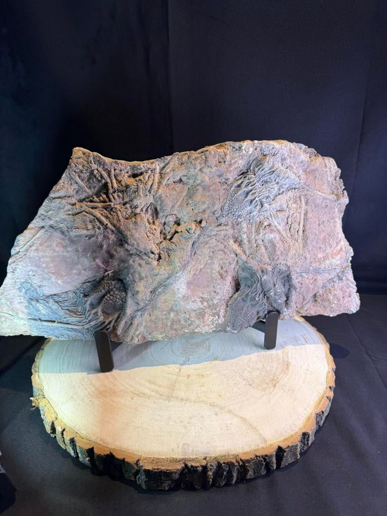 Nénuphar fossile : un crinoïde (45x25 cm environ 6 kg), Collections, Enlèvement ou Envoi, Fossile
