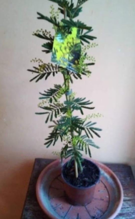 Mimosa, Ophalen of Verzenden