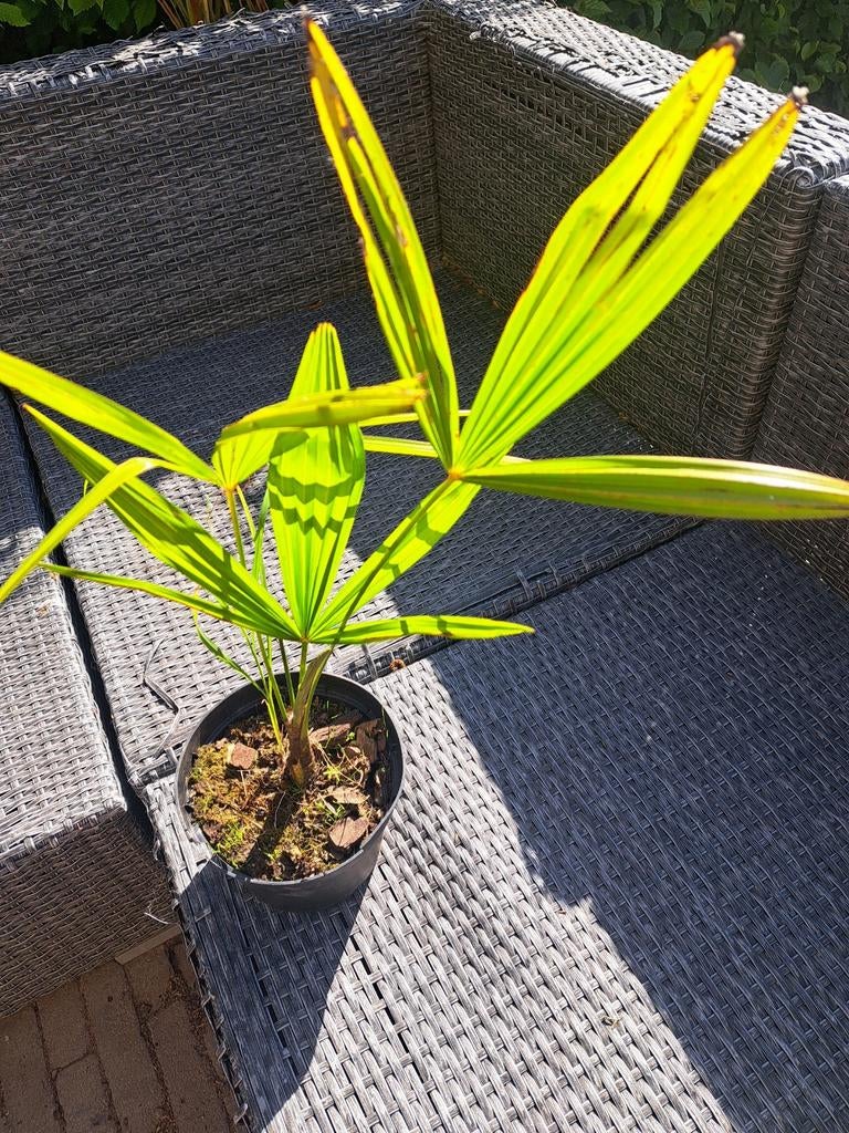 trachycarpus fortunei 2 jaar +/- 30 tot 40 cm hoogte, Ophalen, Vaste plant, Overige soorten