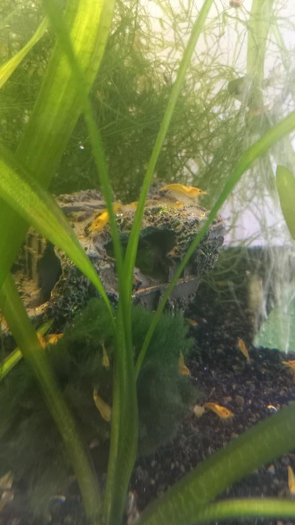 Gele garnaal te koop, Dieren en Toebehoren