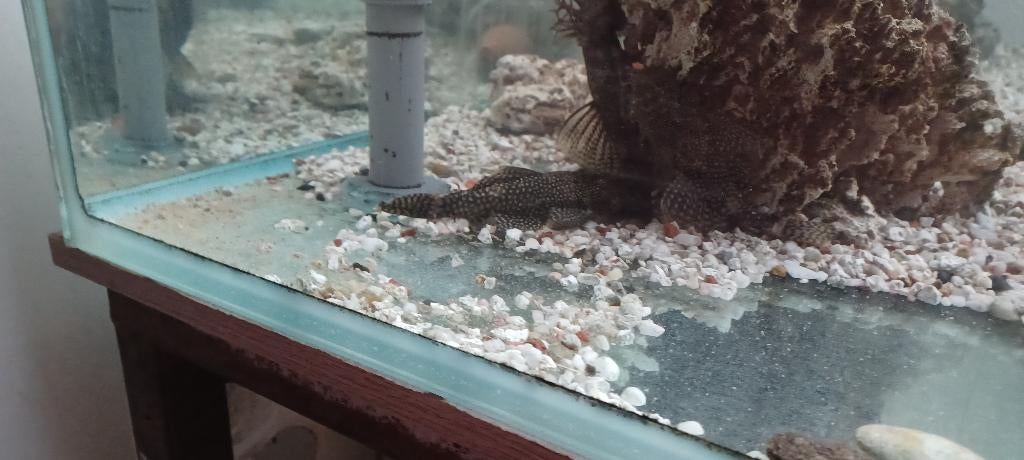 Aqaurium, Enlèvement, Utilisé, Aquarium vide