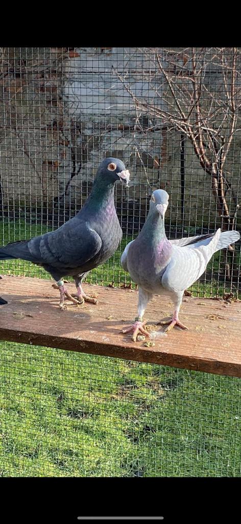 pigeon voyageur, Pigeon voyageur