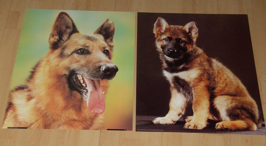 POSTER 50X40 CM DIVERSE DIEREN 7 stuks NIEUW, Minder dan 50 cm, 50 tot 75 cm, Nieuw, Ophalen of Verzenden