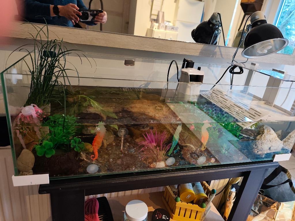 Schildpadjes, Dieren en Toebehoren, Ophalen, Zo goed als nieuw, Terrarium of Paludarium