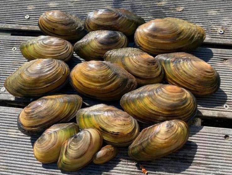 Vijvermosselen zoetwatermosselen mossel, Ophalen