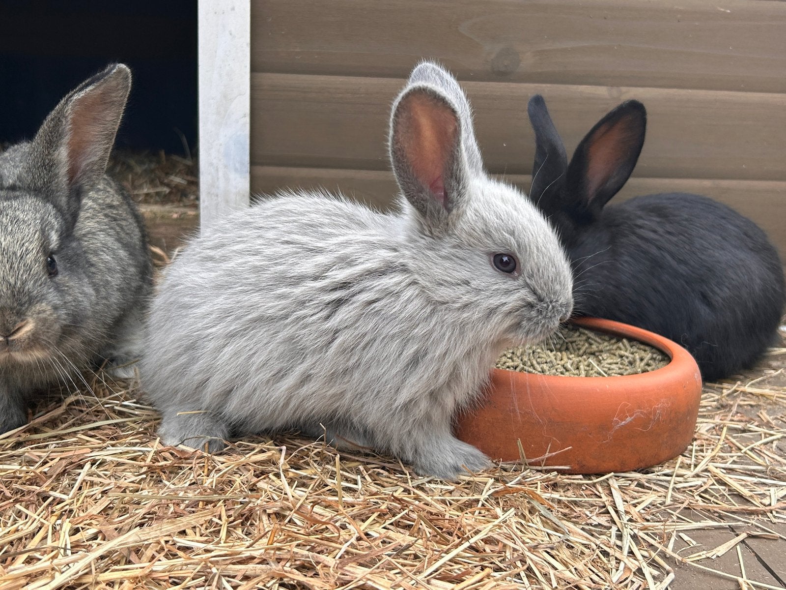 Vlaamse reusjes konijn, Plusieurs animaux, Grand, 0 à 2 ans