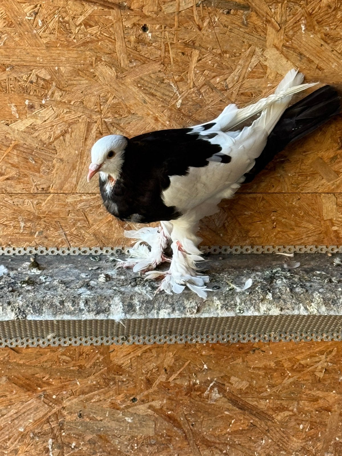 Duif te koop, Dieren en Toebehoren, Vogels | Duiven, Vrouwelijk, Kropper