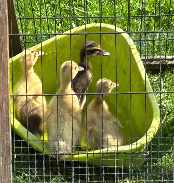 kuikens loopeend, Dieren en Toebehoren, Pluimvee, Geslacht onbekend, Eend